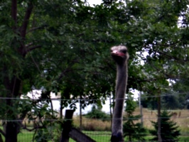 [picture: Ostrich head]