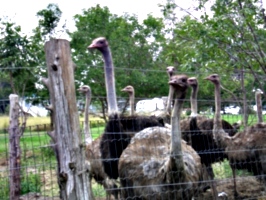 [picture: Ostrich farm]