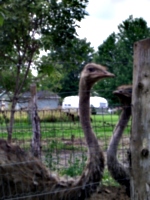 [picture: Two ostriches]