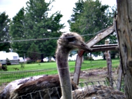 [picture: Ostrich 2]