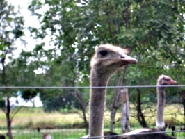 [picture: Ostrich 3]