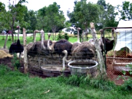 [picture: Ostrich farm 3]