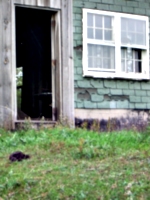 [picture: Barn door with turd]