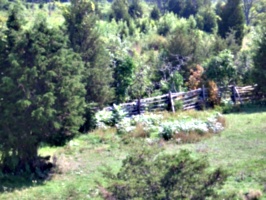 [picture: Paddock fence]