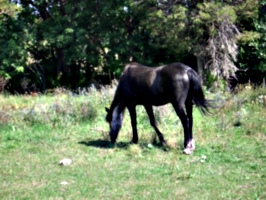 [picture: Grazing horse]