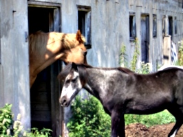 [picture: Two horses]