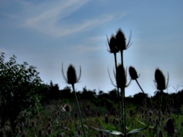 [picture: Teazels against the evening sky]