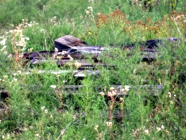 [picture: Overgrown fence]