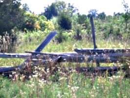 [picture: Overgrown fence 2]