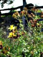 [picture: Yellow flower]