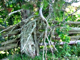 [picture: Tree by fence 3]