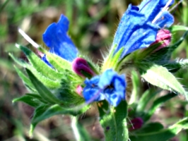 [picture: Purple and blue flower 2]