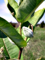 [picture: Milkweed pod]