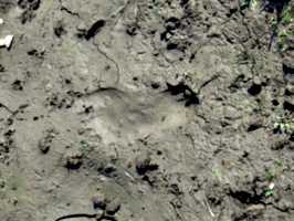 [picture: bare footprints in the mud 2]