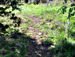 [picture: Path through the trees]