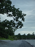 [Picture: Tree by beach]