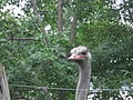 [Picture: Ostrich head 3]