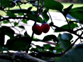 [picture: Cherry Tomatoes]