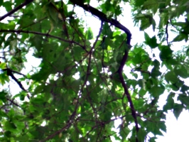 [picture: St James Cathedral vertical panorama element 40]