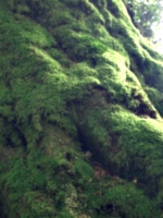 [picture: Moss-covered tree roots 2]