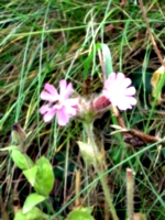 [picture: Overexposed flower in grass]