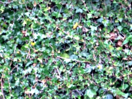 [picture: Ivy texture]