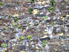 [picture: Restormel Castle 8: Wall texture]