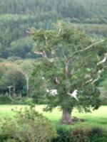 [picture: Restormel Castle 18: Tree]