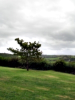 [picture: Restormel Castle 45: Tree]