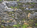 [Picture: Restormel Castle 10: Wall texture 2]