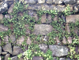 [picture: Stone wall]