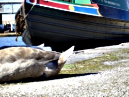 [picture: The back end of a duck and the front end of a boat]