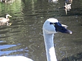 [Picture: Swan’s Head]