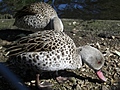 [Picture: Bird with red beak]