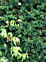 [picture: Bush texture]