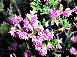 [picture: Purple-pink flowers with bumble bee]