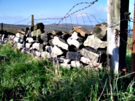 [picture: Dry stone wall with barbed wire]