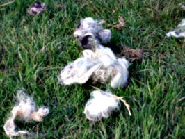 [picture: Discared wool on the grass]