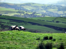 [picture: Panorama - Sheep-covered hills: 8]