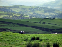 [picture: Panorama - Sheep-covered hills: 10]