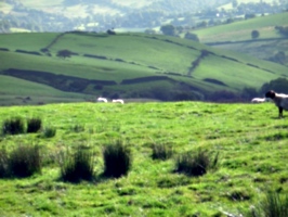 [picture: Panorama - Sheep-covered hills: 11]