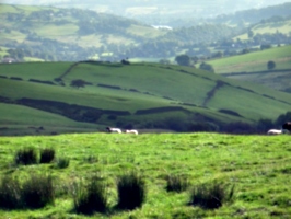 [picture: Panorama - Sheep-covered hills: 12]