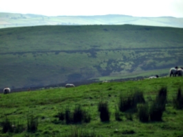 [picture: Panorama - Sheep-covered hills: 26]