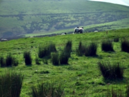 [picture: Panorama - Sheep-covered hills: 27]