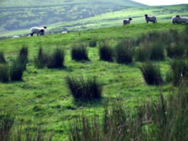 [picture: Panorama - Sheep-covered hills: 29]