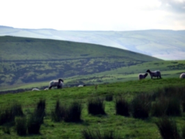 [picture: Panorama - Sheep-covered hills: 31]