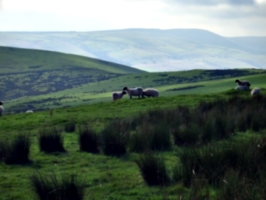 [picture: Panorama - Sheep-covered hills: 33]