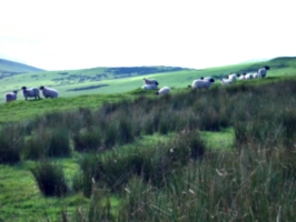 [picture: Panorama - Sheep-covered hills: 35]