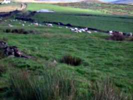 [picture: Panorama - Sheep-covered hills: 37]