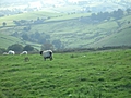 [Picture: Panorama - Sheep-covered hills: 15]